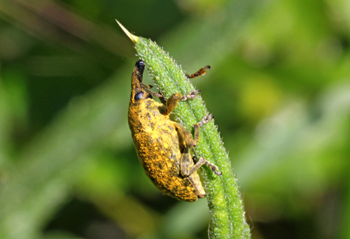 Curculionidae